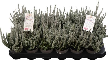 Calluna Garden Girls Sunset Fluffy