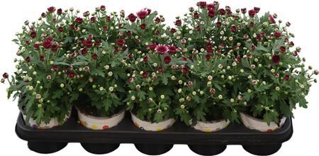 Chrys Gm Pink Bicolor