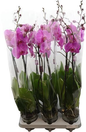Phal Pink Love 2 Tak Optiflor