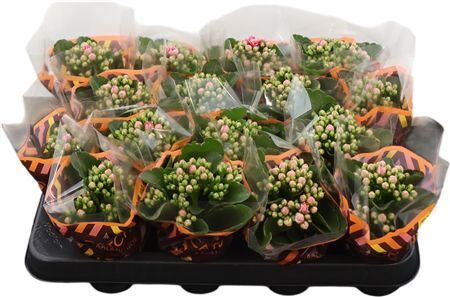 Kalan Mini Gev Rose Sylca