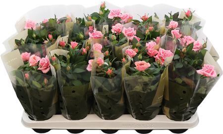 Ro Kordana Grande Pink Esmeralda