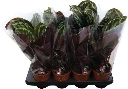 Calathea Medallion