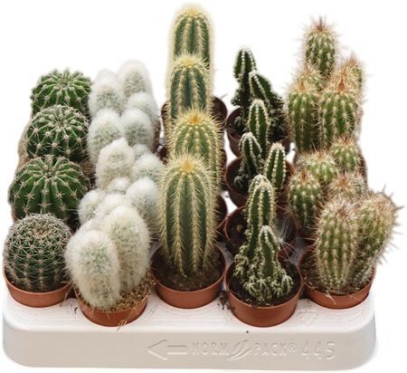 Cactus Gemengd Column