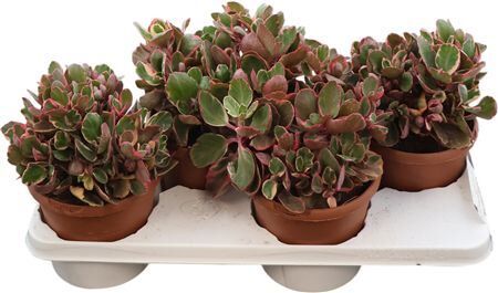 Kalanchoe Variegata Multicolor