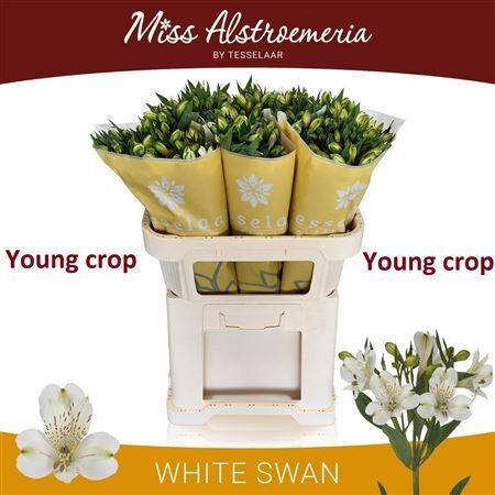 Alstr White Swan