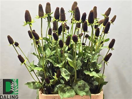 Rudbeckia Black Nipple Xxl