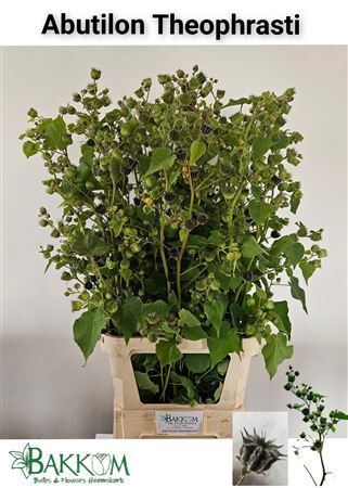 Abutilon Theophrasti