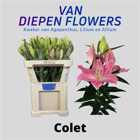 Li Or Colet