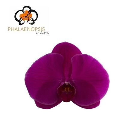 Phal T Purple Haze