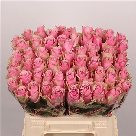 R Gr Athena Royale