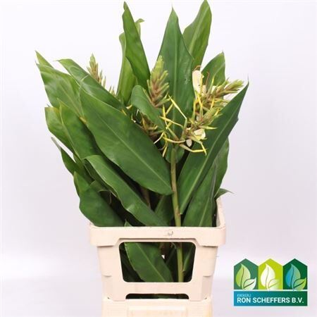 Hedychium Gardnerian