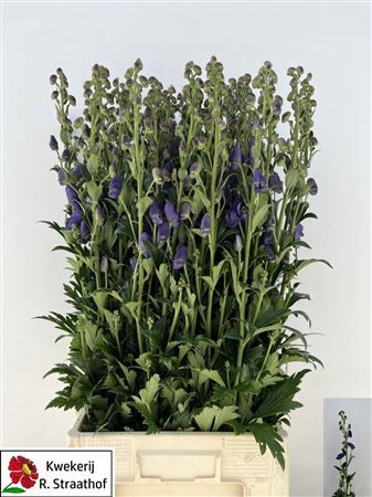 Aconitum Car Arendsii