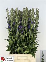 Aconitum Car Arendsii