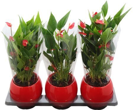 Anthu An Million Flowers Red Keramiek Lisa