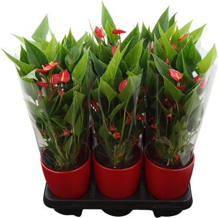 Anthu An Million Flowers Red Keramiek Carolina