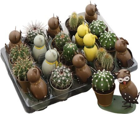 Cactus Gemengd Zink Owl
