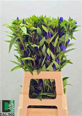 Gentiana Just Blue