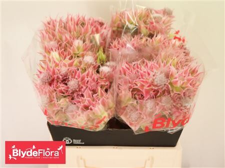 Serruria Ayoba Evening Star