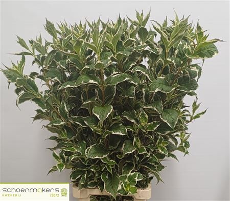 Weigela Sunny Fantasy Xxl