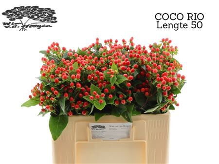 Hyp Coco Rio
