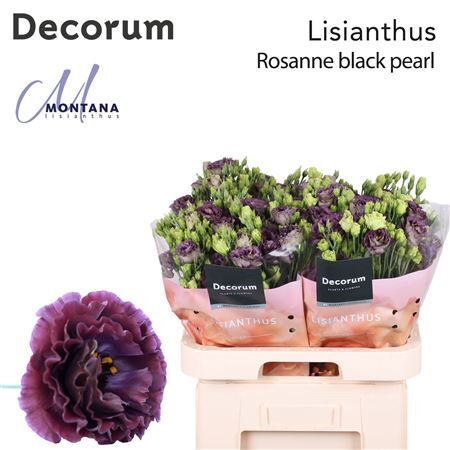 Eus G Rosanne Black Pearl