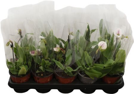Paph Milano 1 Bloem