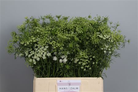 Ammi Majus