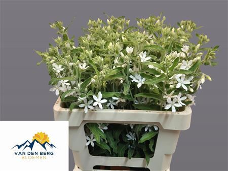 Oxypetalum Co Alba