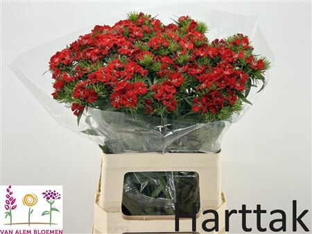 Di Barb Will Scarlet