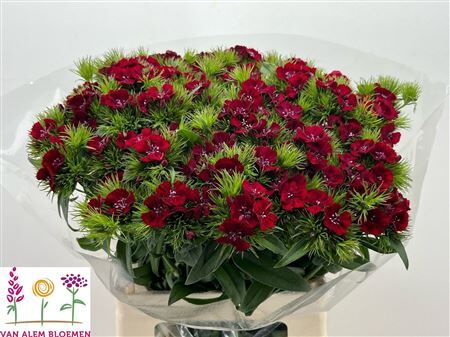 Di Barb Sweet Will Red
