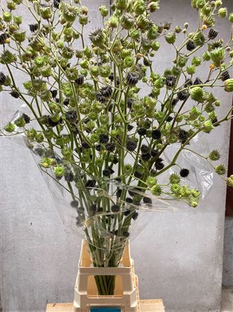 Lavatera Zaaddoos