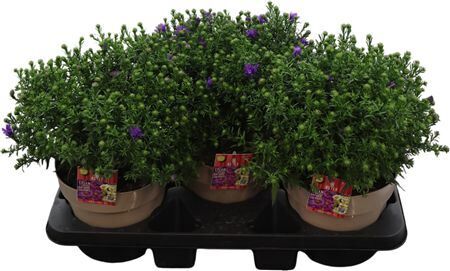 Aster Alpha Dark Purple