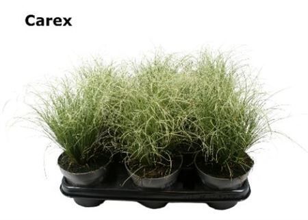 Carex Gemengd