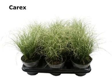 Carex Gemengd