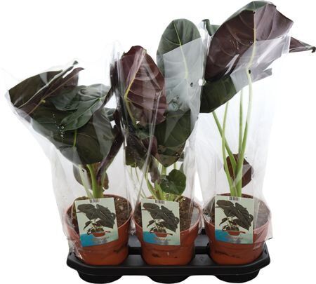 Alocasia Golden Bone