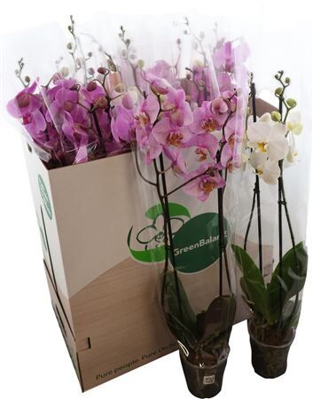 Phal Gemengd 2 Tak 7kl 20+