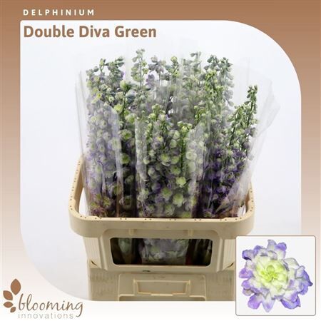 Delph El Du Diva Green