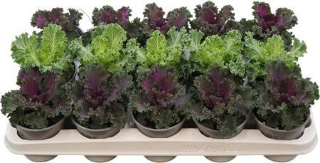 Brassica Gekruld Gemengd