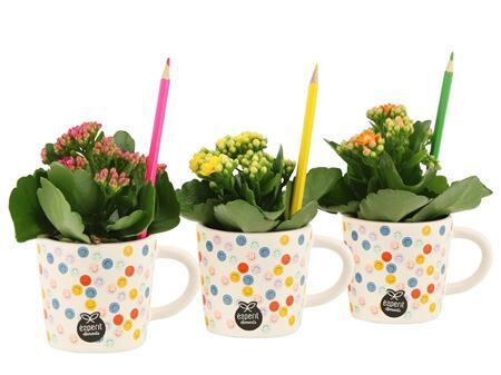 Opm Love School Kalanchoe