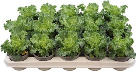 Brassica Gekruld Wit