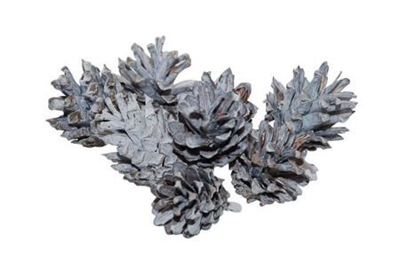 Pinecone Silvester 200gr White Wash