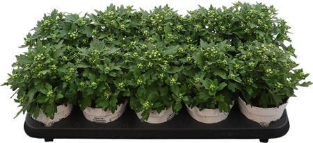 Ajania P Pacific White
