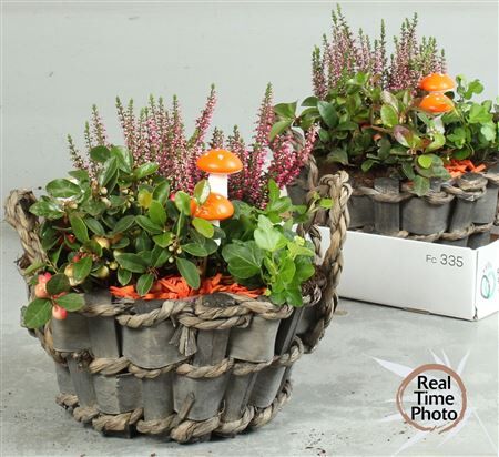 Arr Tuinplanten