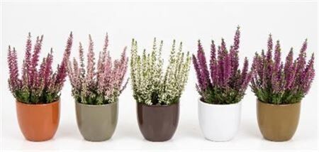 Calluna Mini Gemengd Keramiek