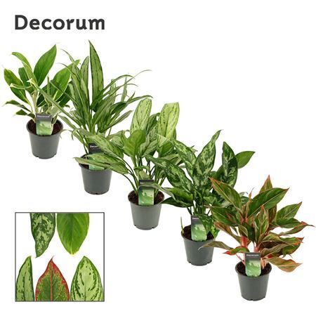 Aglaonema Luxe Gemengd