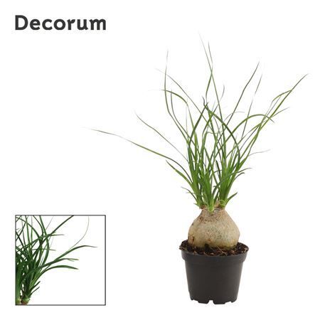 Beaucarnea Recurvata