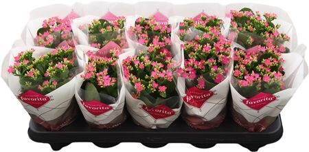Kalan Bl Roze