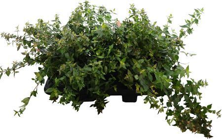 Abelia Grandiflora