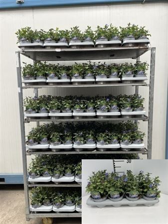 Ceratostigma Plumbaginoides