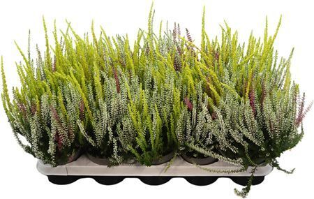 Calluna Garden Girls Trio
